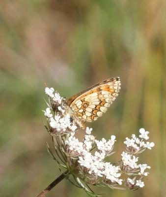 Mélitée de Fruhstorfer (La) Melitaea nevadensis Oberthür, 1904