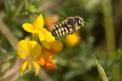  Anthidium loti Perris, 1852