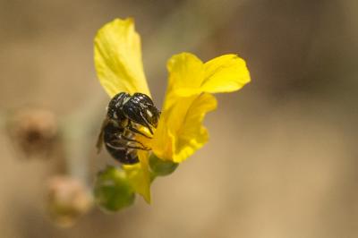 Ceratine commune Ceratina cucurbitina (Rossi, 1792)