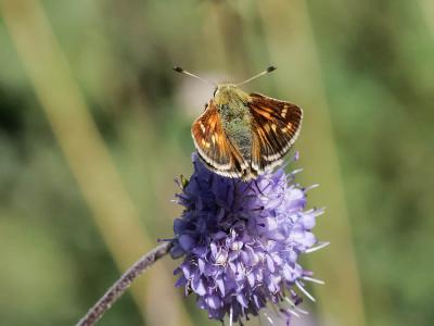 Virgule (La), Comma (Le) Hesperia comma (Linnaeus, 1758)