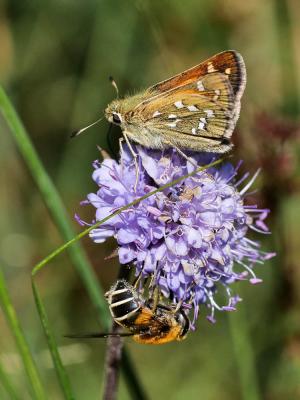 Virgule (La), Comma (Le) Hesperia comma (Linnaeus, 1758)