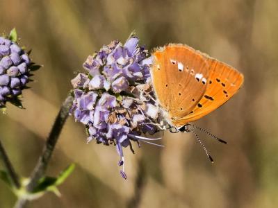 Cuivré de la Verge-d'or (Le), Cuivré satiné (Le),  Lycaena virgaureae (Linnaeus, 1758)