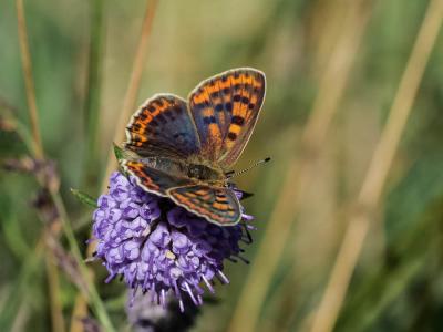 Cuivré fuligineux (Le), Argus myope (L'), Polyomma Lycaena tityrus (Poda, 1761)