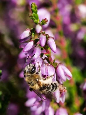  Andrena fuscipes (Kirby, 1802)