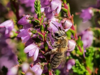  Andrena fuscipes (Kirby, 1802)