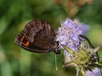 Moiré automnal (Le) Erebia neoridas (Boisduval, 1828)