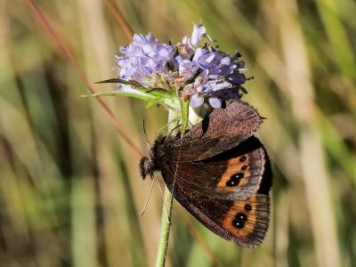 Moiré automnal (Le) Erebia neoridas (Boisduval, 1828)