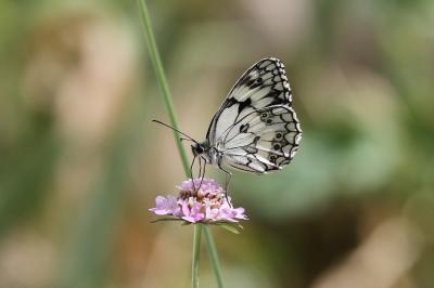 Demi-Deuil (Le), Échiquier (L'), Échiquier commun  Melanargia galathea (Linnaeus, 1758)