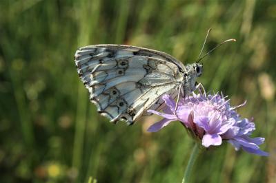 Echiquier ibérique (L'), Échiquier d'Ibérie (L') Melanargia lachesis (Hübner, 1790)