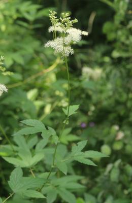 Reine des prés, Spirée Ulmaire Filipendula ulmaria (L.) Maxim., 1879