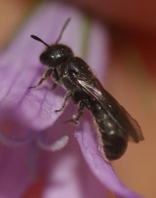  Chelostoma campanularum (Kirby, 1802)