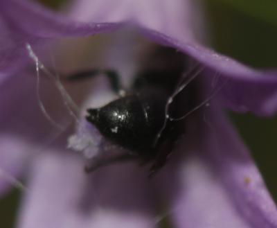  Chelostoma campanularum (Kirby, 1802)