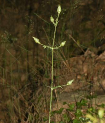 Silène à fleurs vertes Silene viridiflora L., 1762