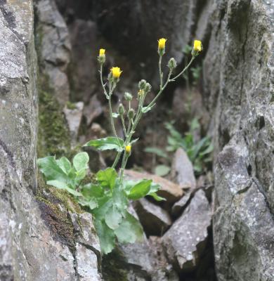 Épervière amplexicaule Hieracium amplexicaule L., 1753