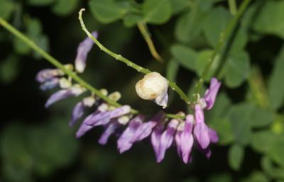  Contarinia craccae Loew, 1850