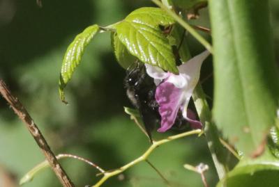 Abeille charpentière, Xylocope violet Xylocopa violacea (Linnaeus, 1758)