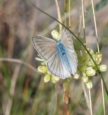 Sablé de la Luzerne (Le), Argus bleu clair (L') Polyommatus dolus (Hübner, 1823)