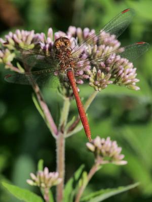 Sympétrum méridional (Le) Sympetrum meridionale (Selys, 1841)