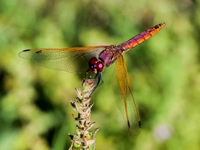 Trithémis annelé (Le) Trithemis annulata (Palisot de Beauvois, 1807)