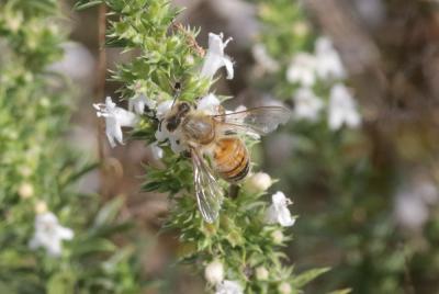 Abeille domestique, Abeille européenne, Abeille me Apis mellifera Linnaeus, 1758