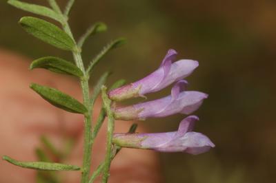 Vesce à gousses velues Vicia dasycarpa Ten., 1829