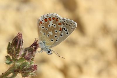 Azuré bleu-céleste (L'), Bel-Argus (Le), Argus ble Lysandra bellargus (Rottemburg, 1775)