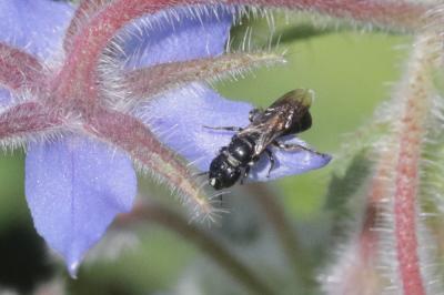 Ceratine commune Ceratina cucurbitina (Rossi, 1792)