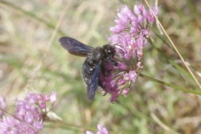 Abeille charpentière, Xylocope violet Xylocopa violacea (Linnaeus, 1758)