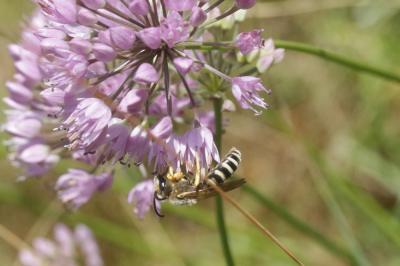  Halictus scabiosae (Rossi, 1790)