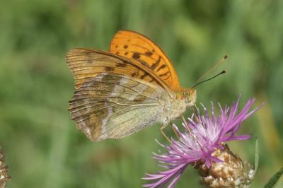 Tabac d'Espagne (Le), Nacré vert (Le), Barre argen Argynnis paphia (Linnaeus, 1758)