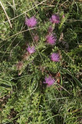 Cirse sans tige Cirsium acaulon (L.) Scop., 1769