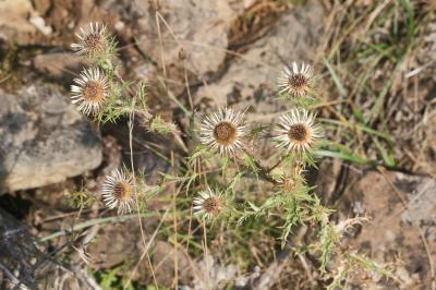 Carline commune, Chardon doré Carlina vulgaris L., 1753