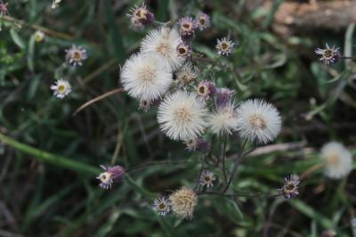 Vergerette acre, Érigeron âcre Erigeron acris L., 1753