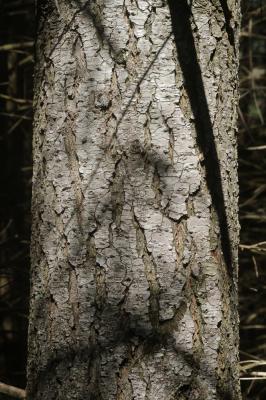 Sapin de Douglas, Pin de l'Orégon Pseudotsuga menziesii (Mirb.) Franco, 1950