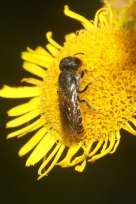  Heriades truncorum (Linnaeus, 1758)