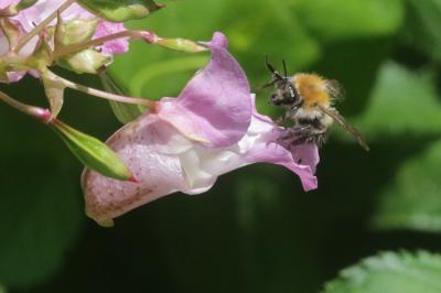 Bourdon des champs Bombus pascuorum (Scopoli, 1763)