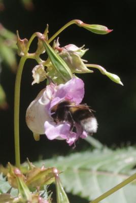 Bourdon terrestre (Le) Bombus terrestris (Linnaeus, 1758)