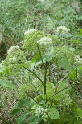 Angélique sauvage, Angélique sylvestre, Impératoir Angelica sylvestris L., 1753