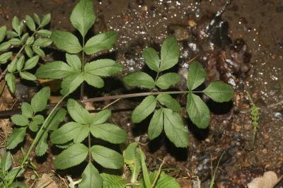 Angélique sauvage, Angélique sylvestre, Impératoir Angelica sylvestris L., 1753