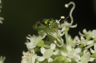  Orthops campestris (Linnaeus, 1758)