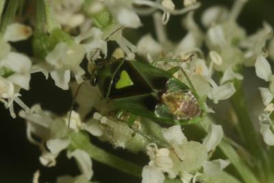  Orthops campestris (Linnaeus, 1758)