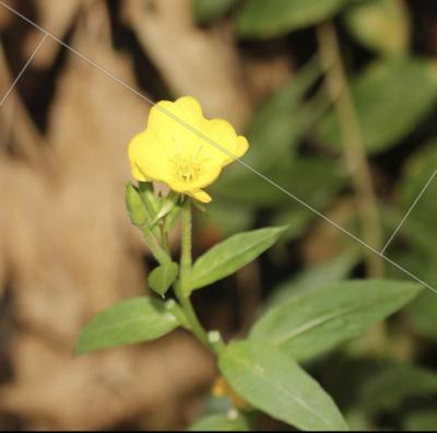 Onagre de Chicago Oenothera pycnocarpa G.F.Atk. & Bartlett, 1913