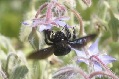 Abeille charpentière, Xylocope violet Xylocopa violacea (Linnaeus, 1758)