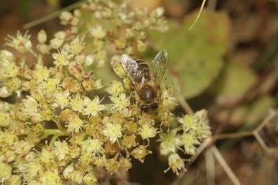 Abeille domestique, Abeille européenne, Abeille me Apis mellifera Linnaeus, 1758