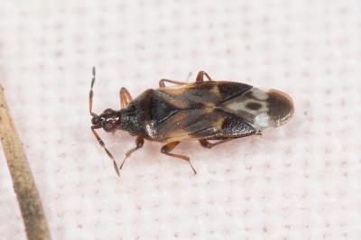  Anthocoris butleri Le Quesne, 1954