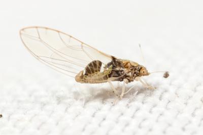 Psylle du laurier Lauritrioza alacris (Flor, 1861)