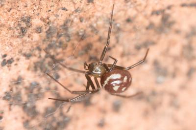 Stéatode domestique Steatoda grossa (C.L. Koch, 1838)