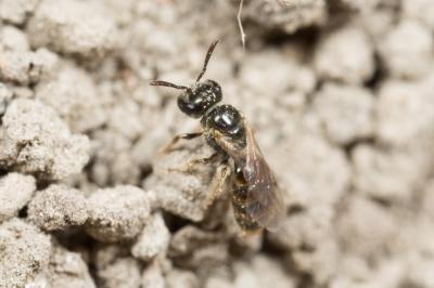  Lasioglossum Curtis, 1833