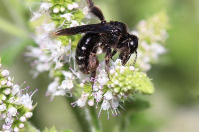  Andrena albopunctata (Rossi, 1792)