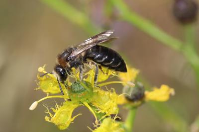  Colletes Latreille, 1802